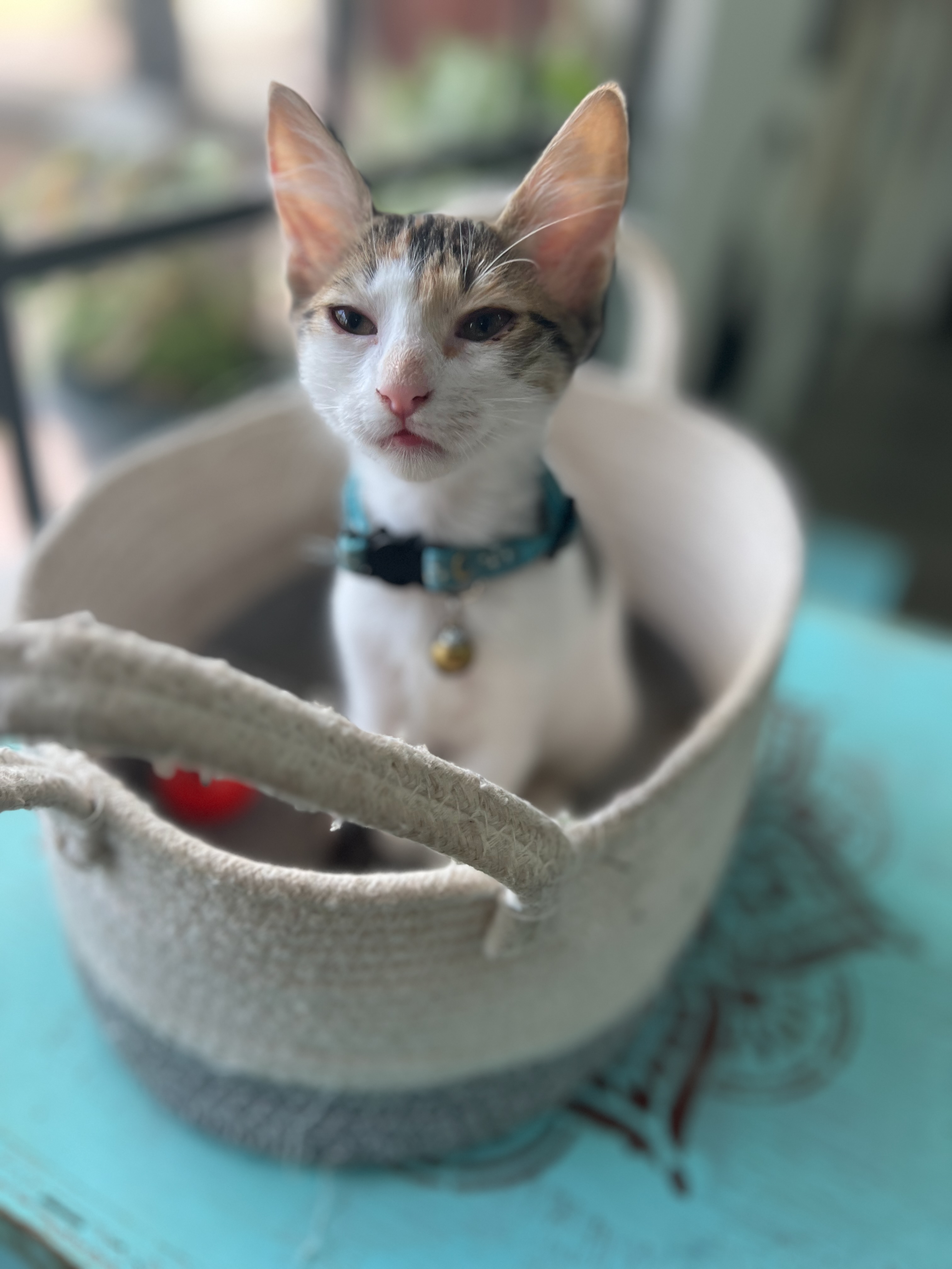 Purr Vida Lounge