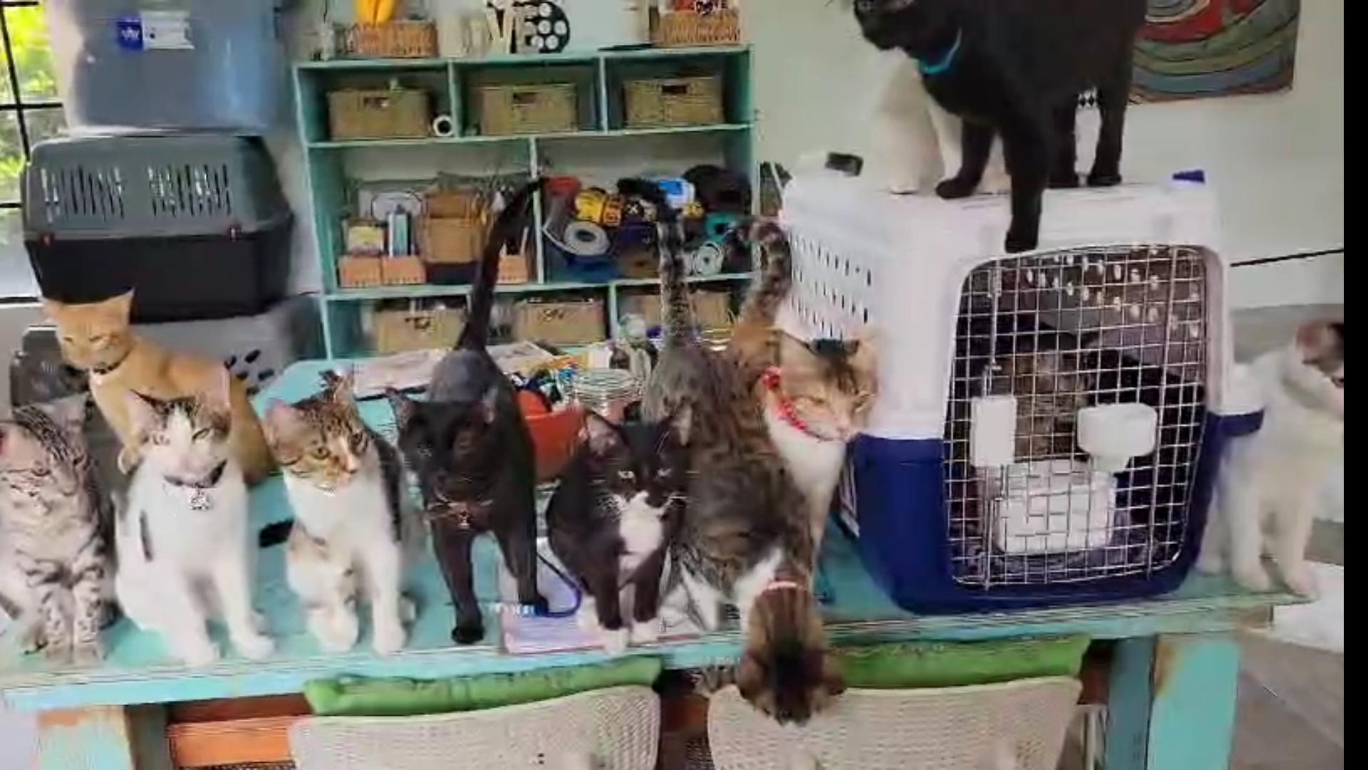 Purr Vida Lounge