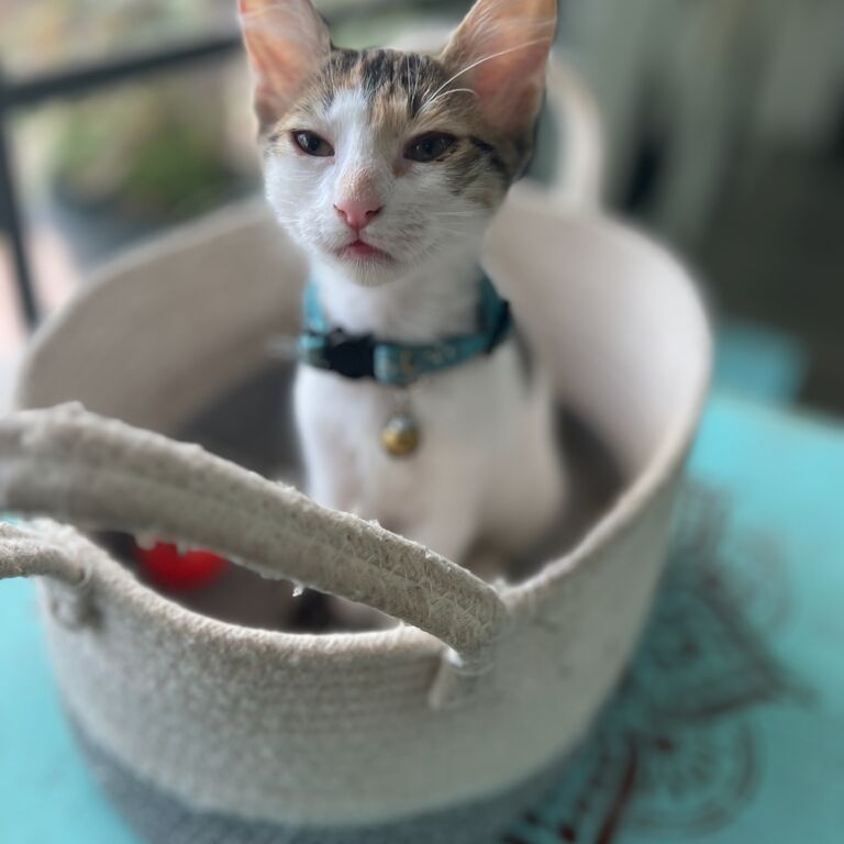 Purr Vida Lounge