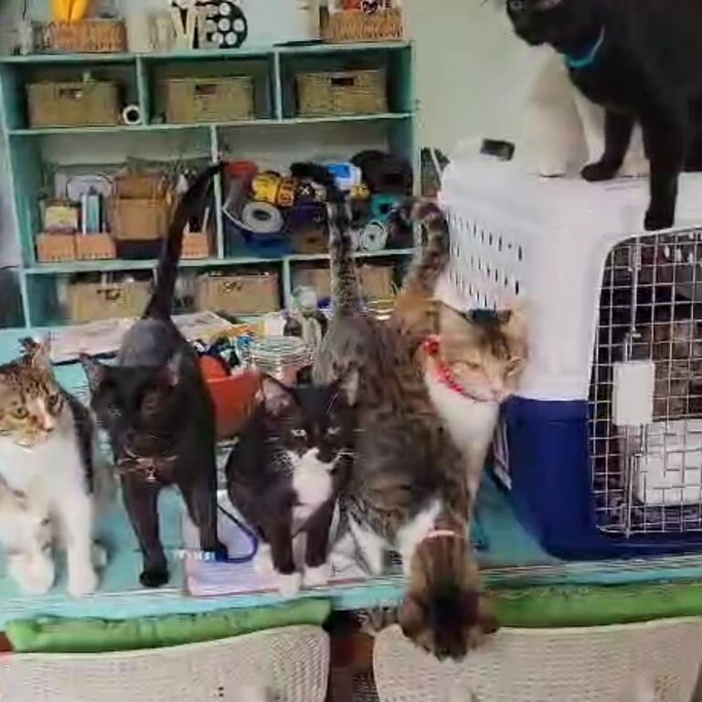 Purr Vida Lounge
