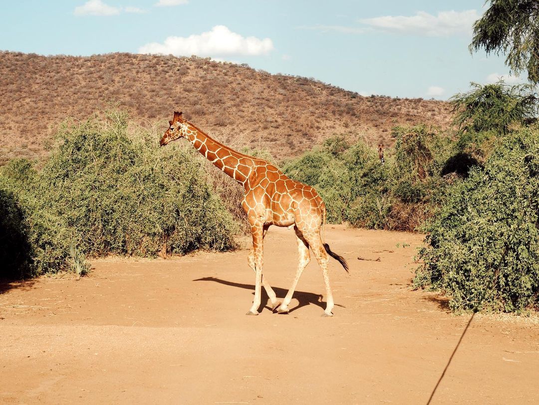 Milana Tours and Safaris