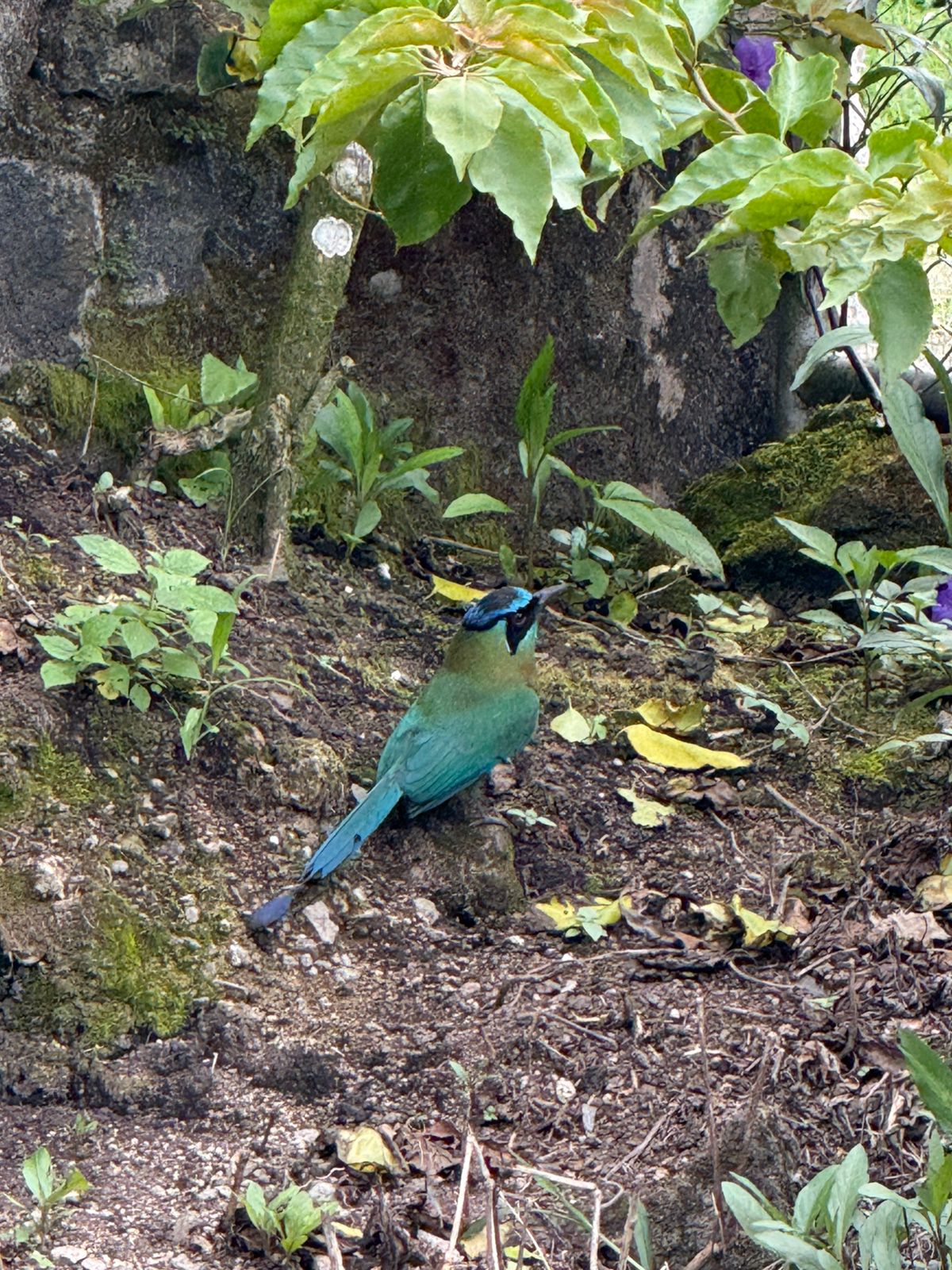 Passiflora Tours Costa Rica