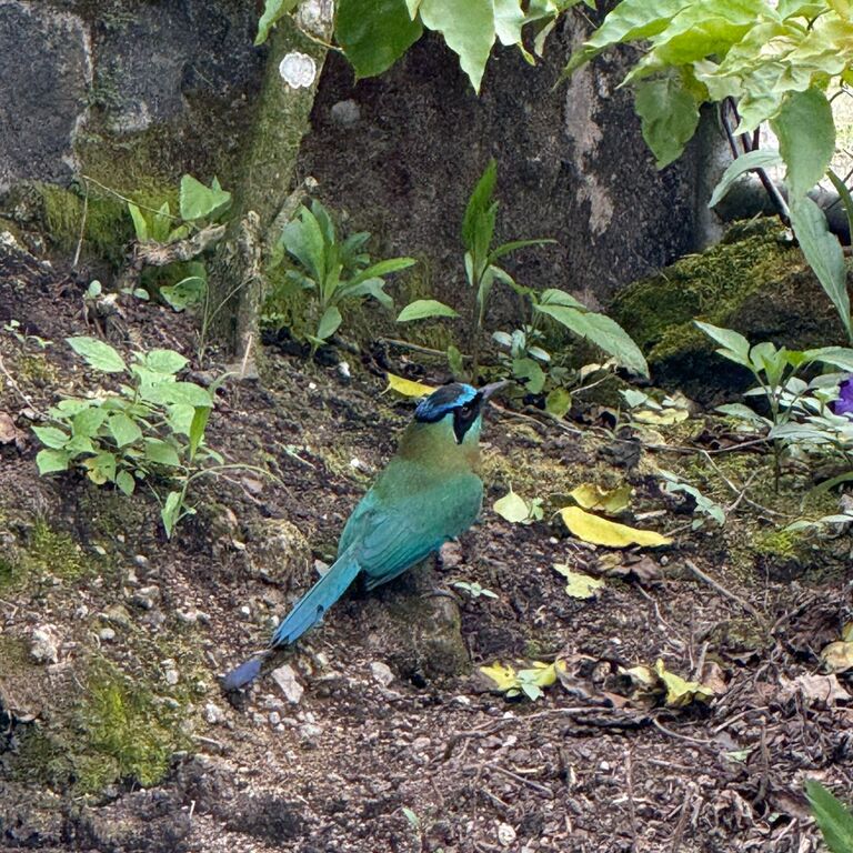 Passiflora Tours Costa Rica
