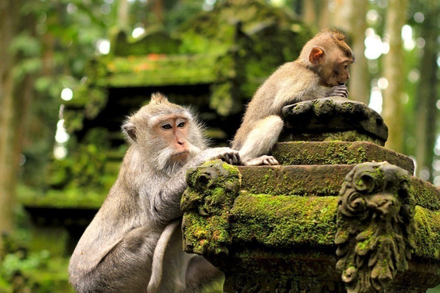 Fontain Bali Travel
