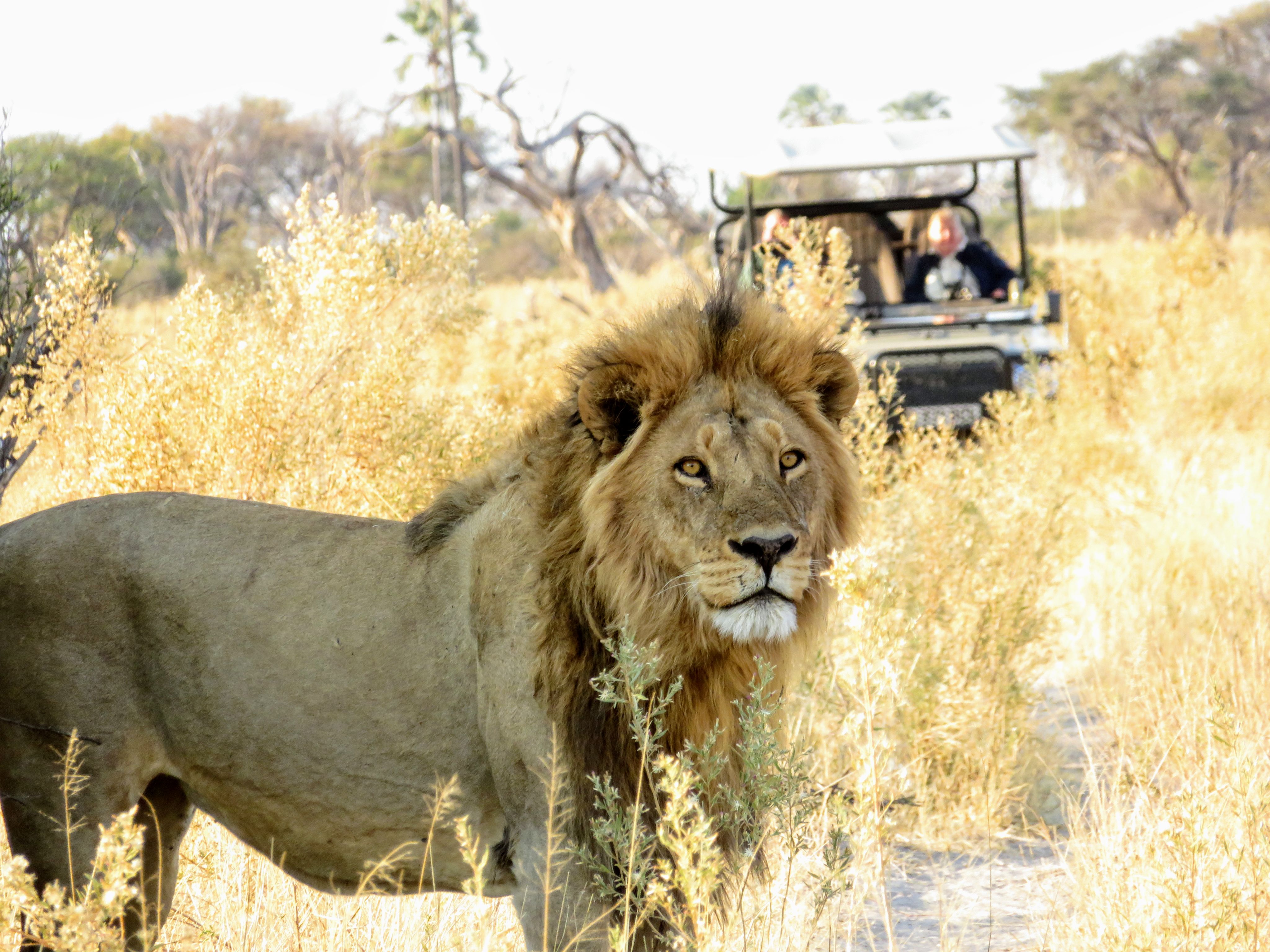 7 Nights Moremi Mobile