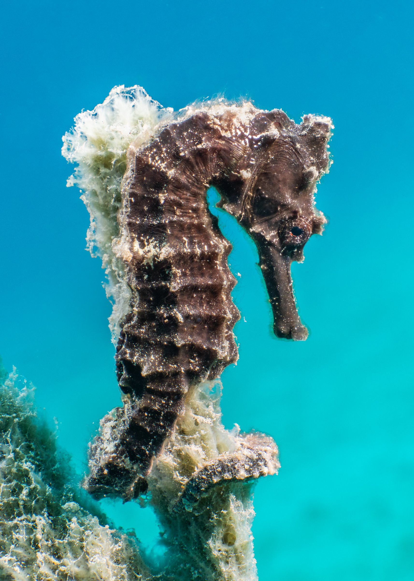 Green Divers Barbados