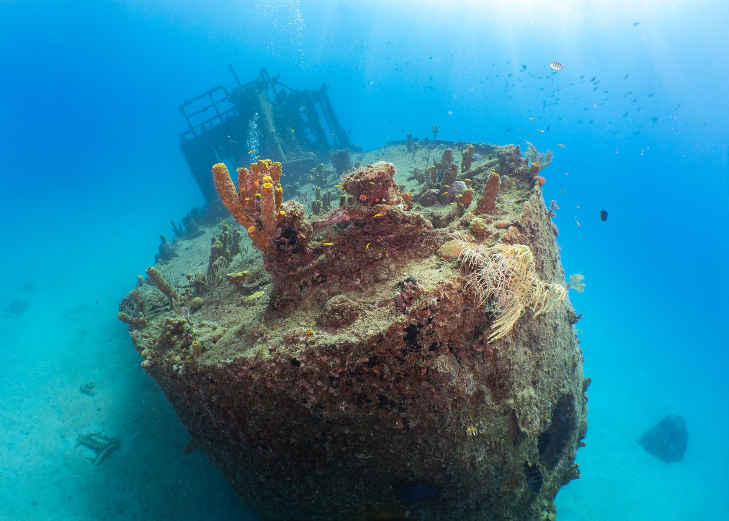 Green Divers Barbados