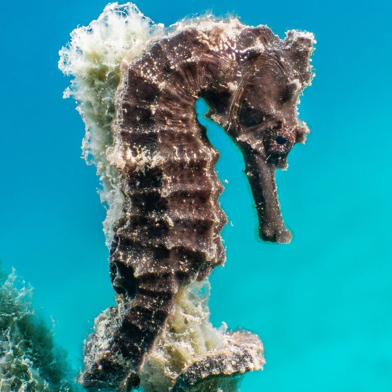 Green Divers Barbados