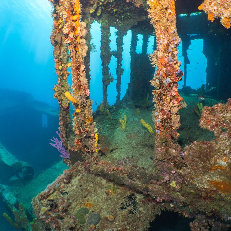 Green Divers Barbados