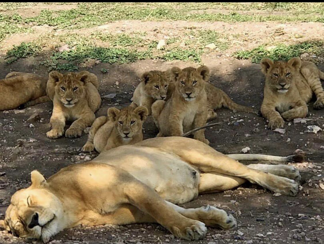 Chodo safaris