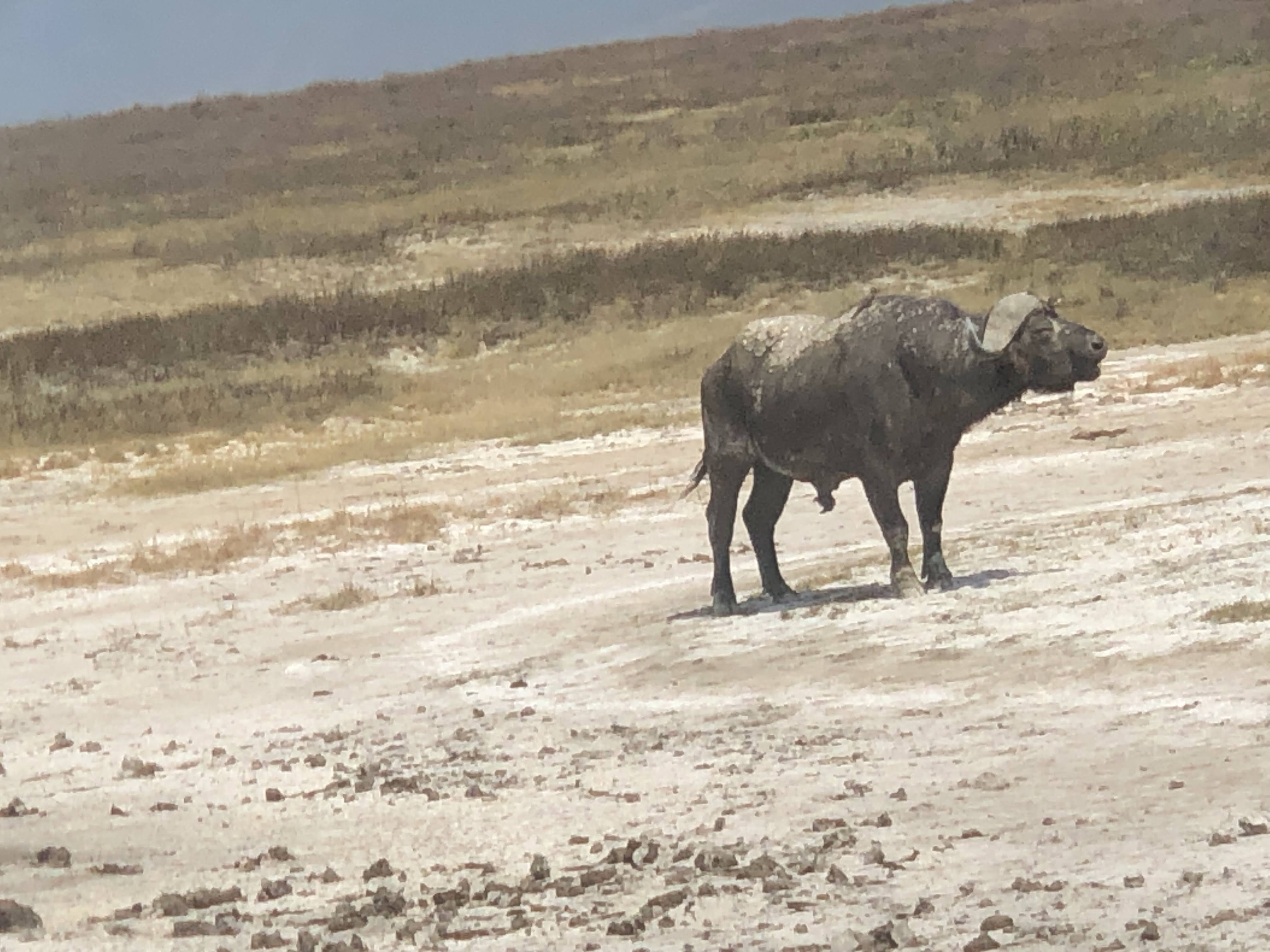 Chodo safaris