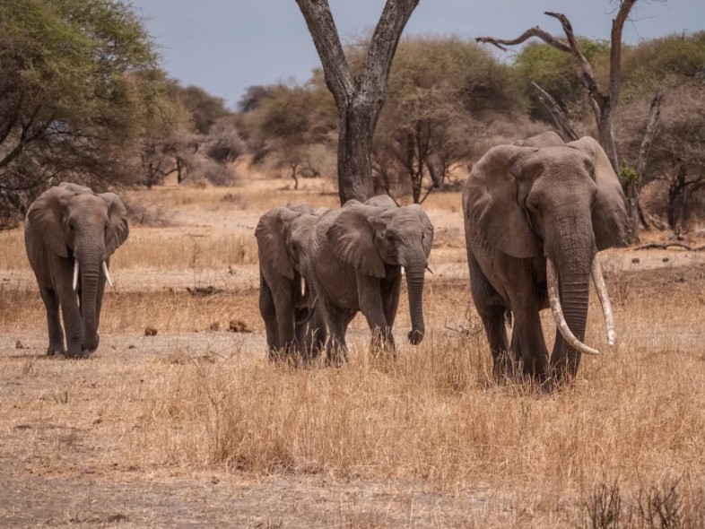 EASTERN AFRICA TOURS & SAFARI