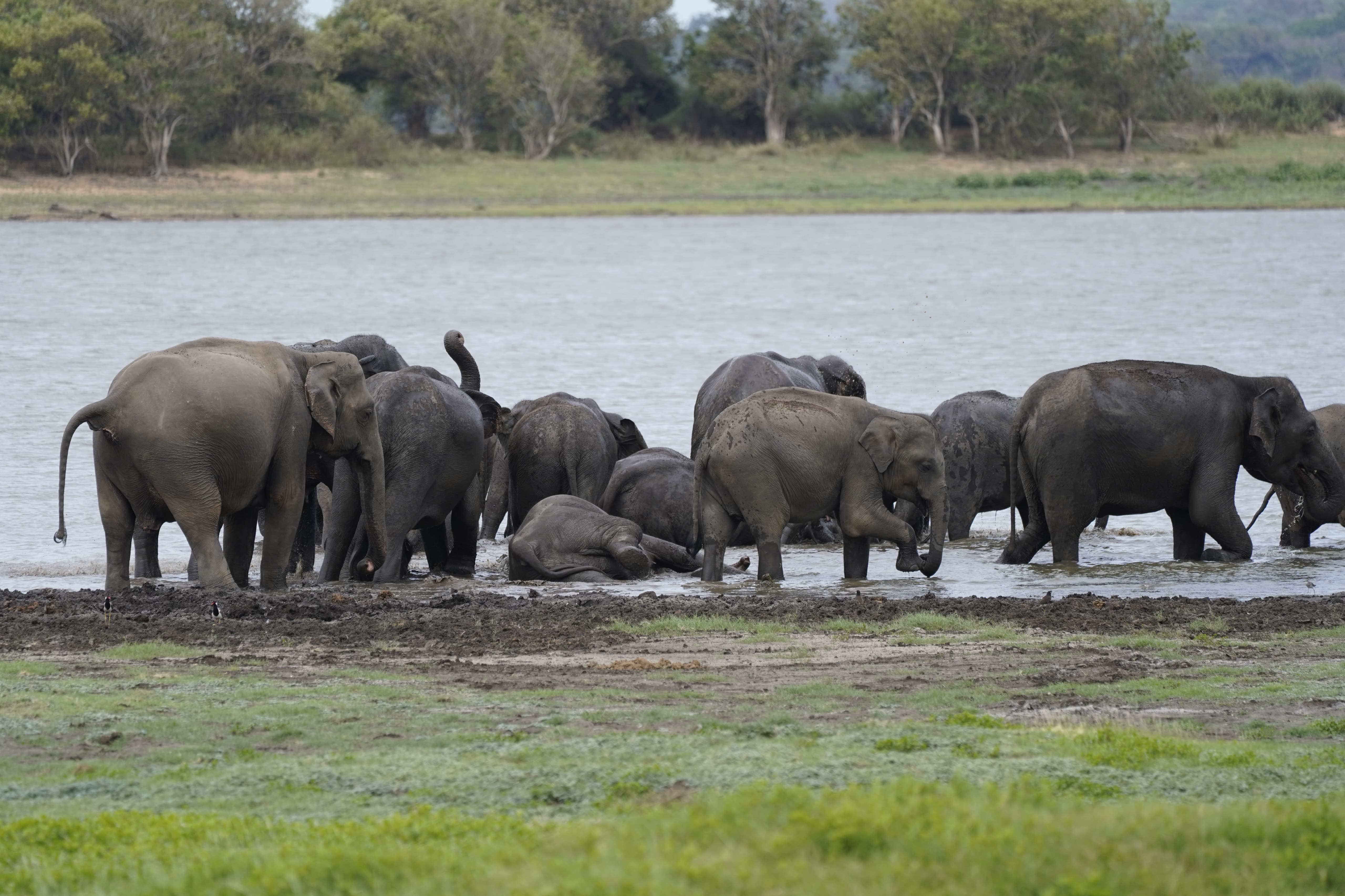 Minneriya Wild Jeep Safari