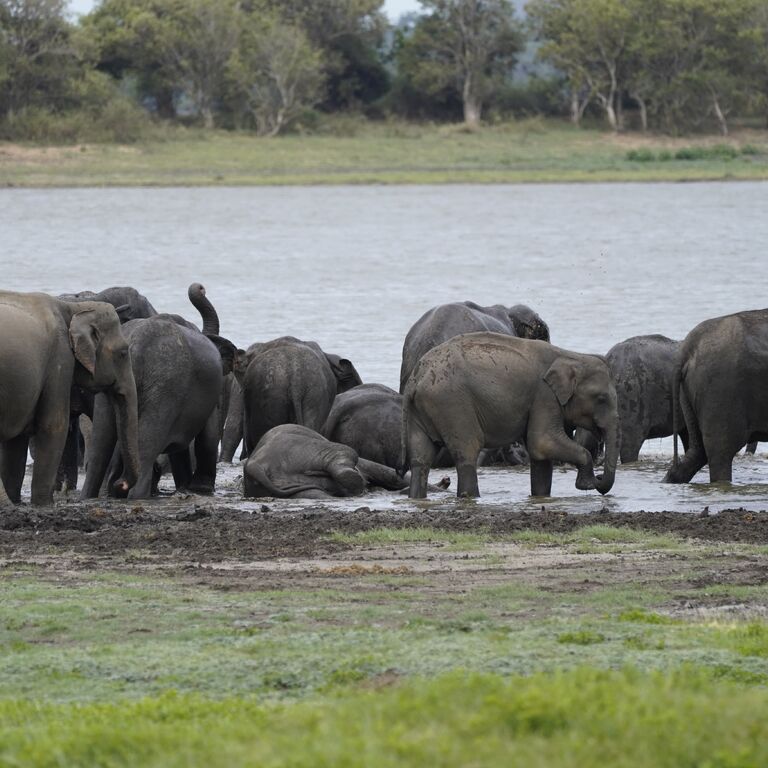 Minneriya Wild Jeep Safari