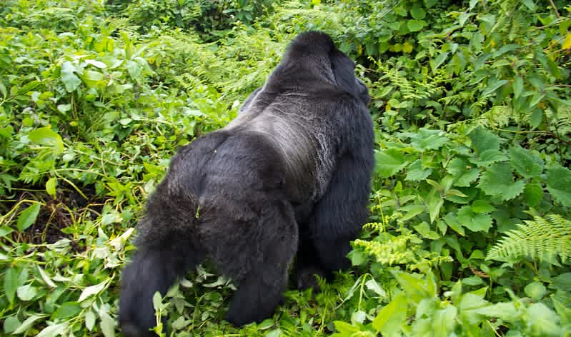 Excellent African Safaris