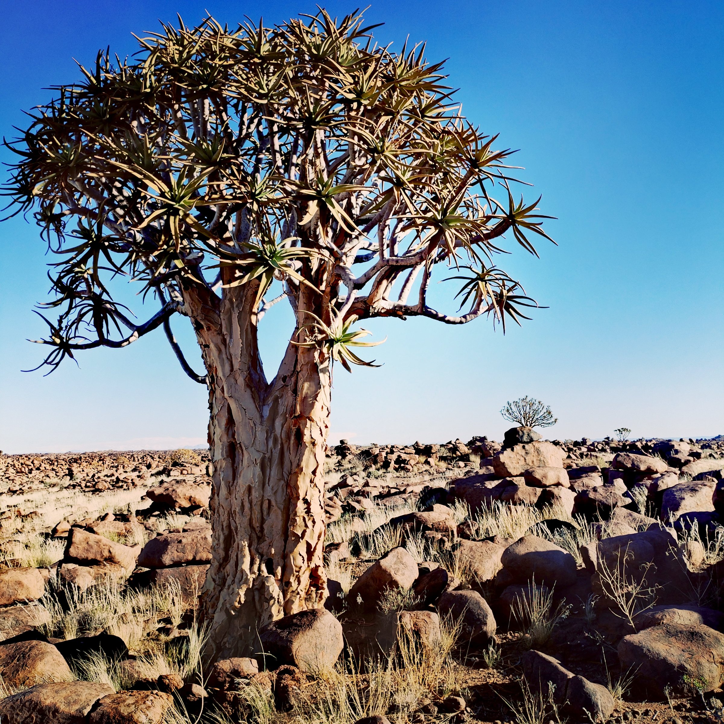 Ekondi tours and transfers