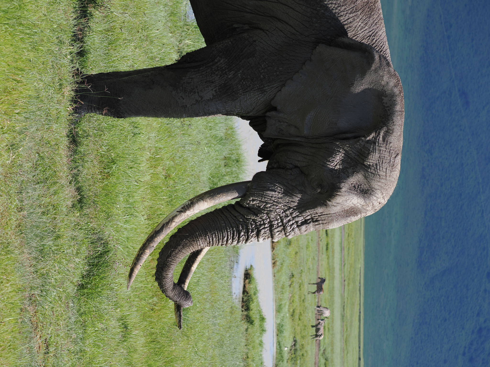 Kilimanjaro Safari trek