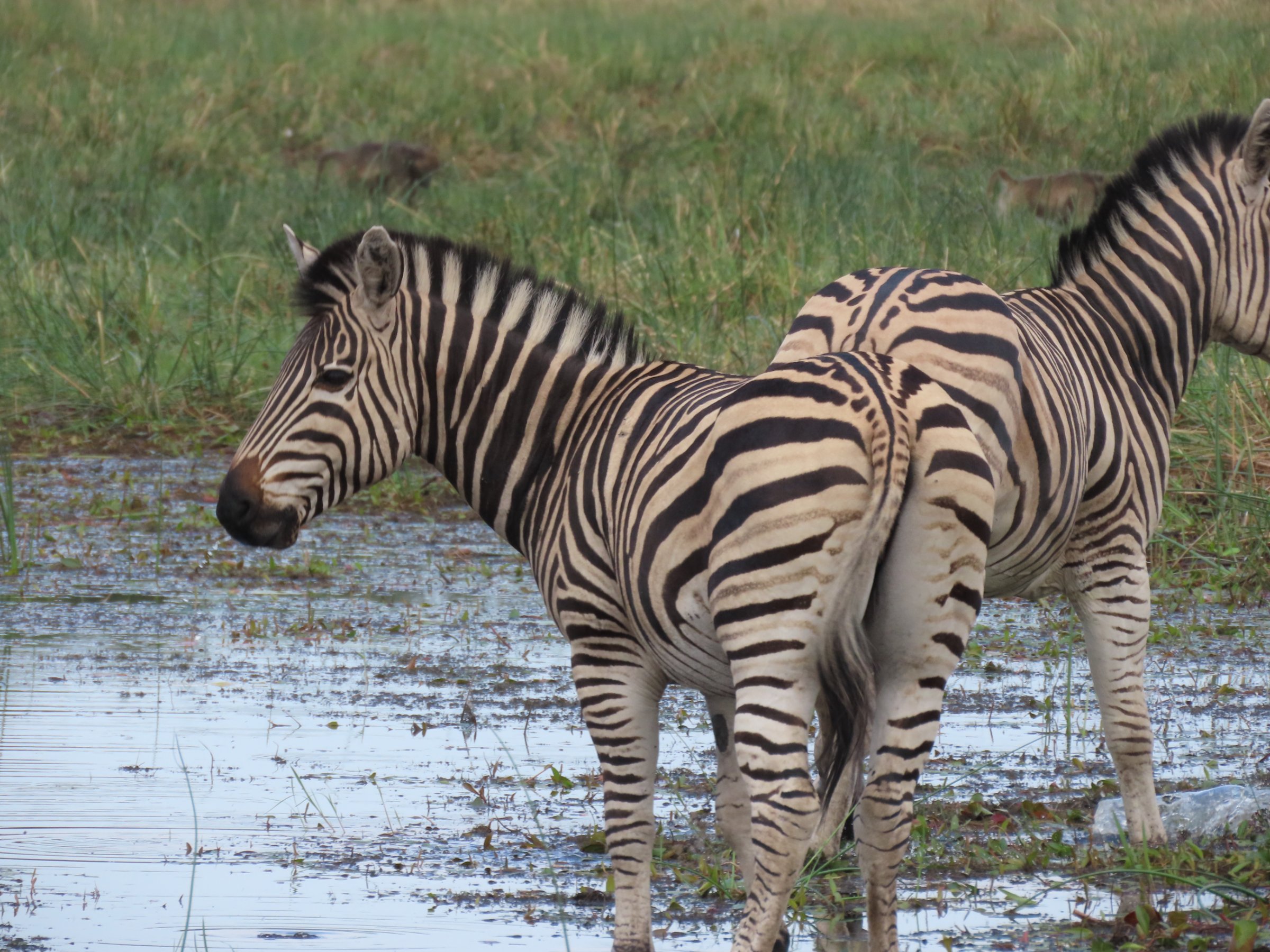 3-Day Nxai Camping