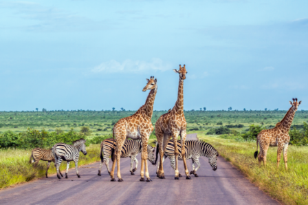 Lejama Tours