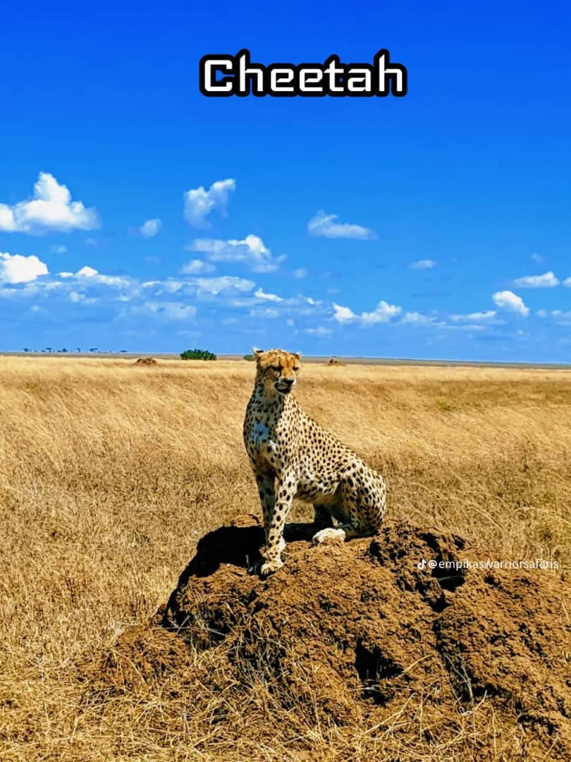 Go DEEP AFRICA SAFARI
