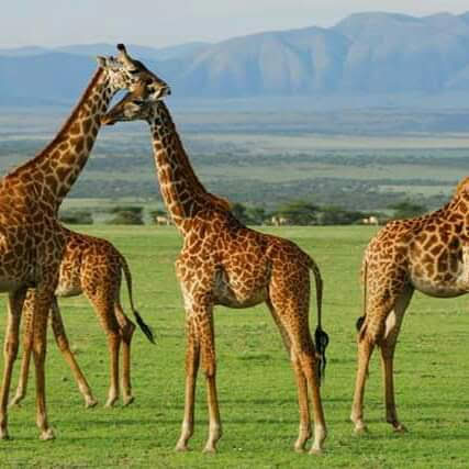 Go DEEP AFRICA SAFARI