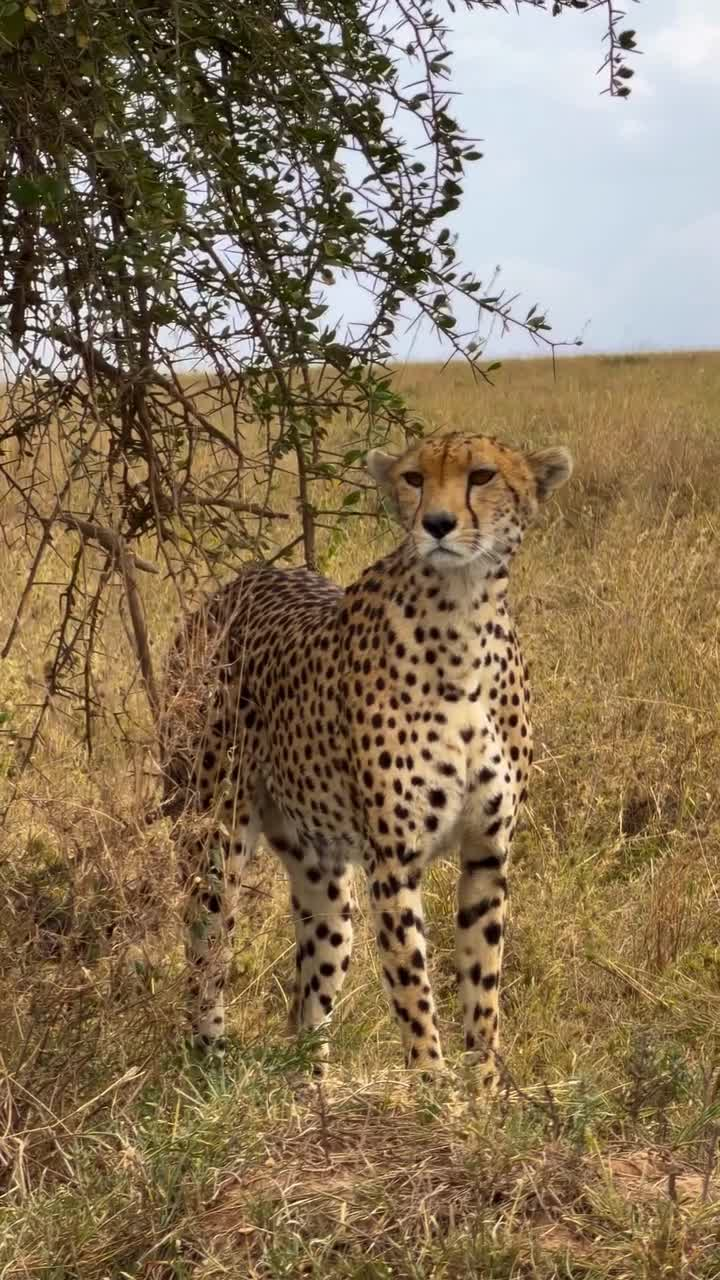 Mole Tours and safari