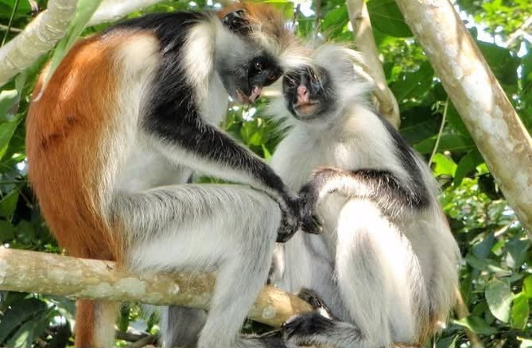 Mole Tours and safari