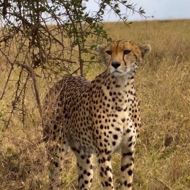 Mole Tours and safari