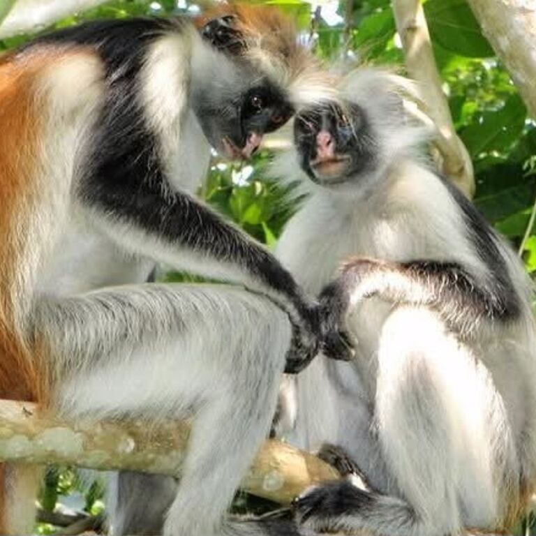 Mole Tours and safari