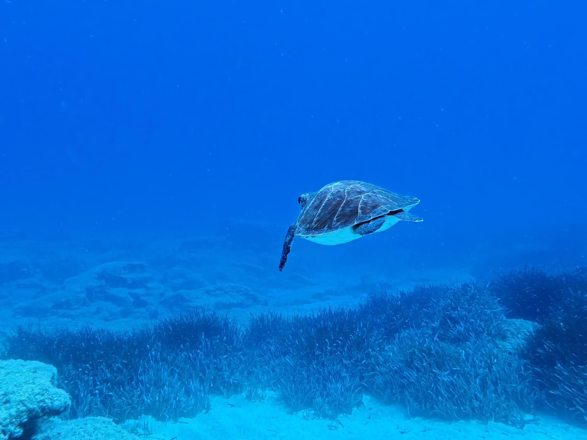 Dive Cypria