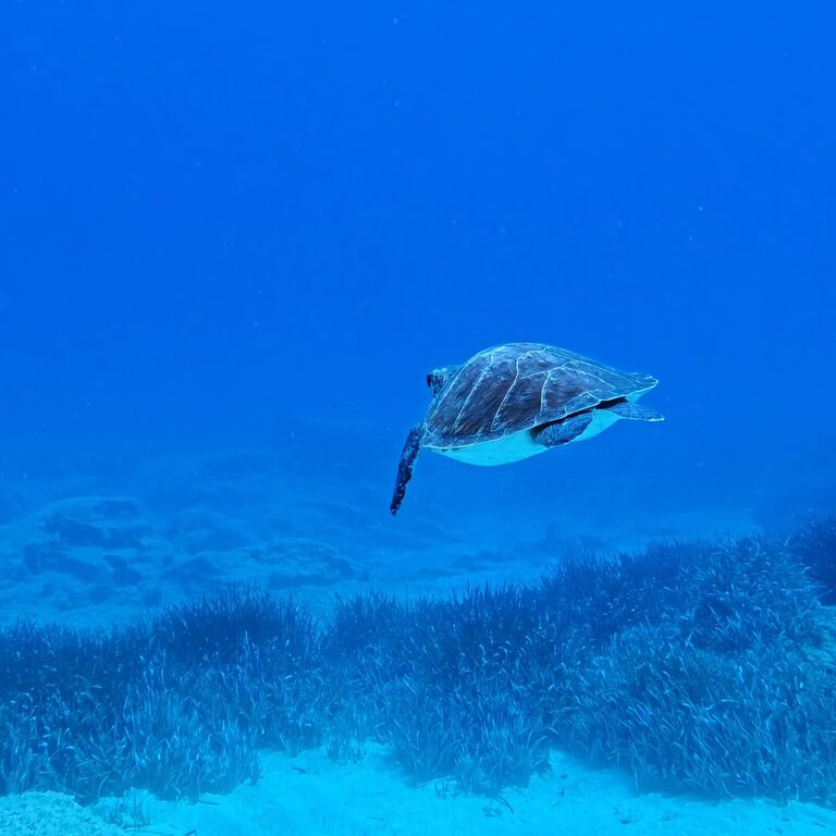 Dive Cypria