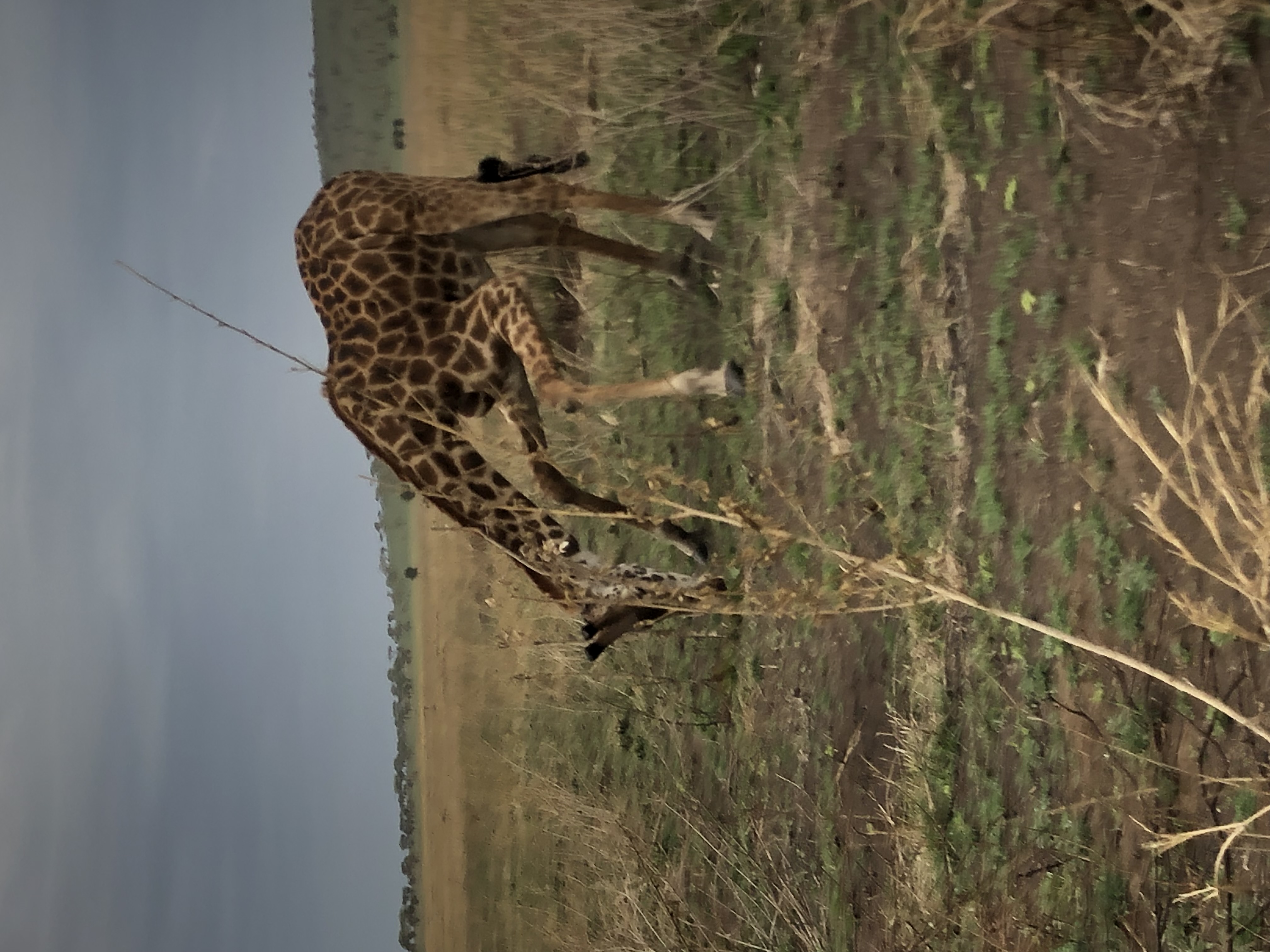 Luxury 4 Days Safari