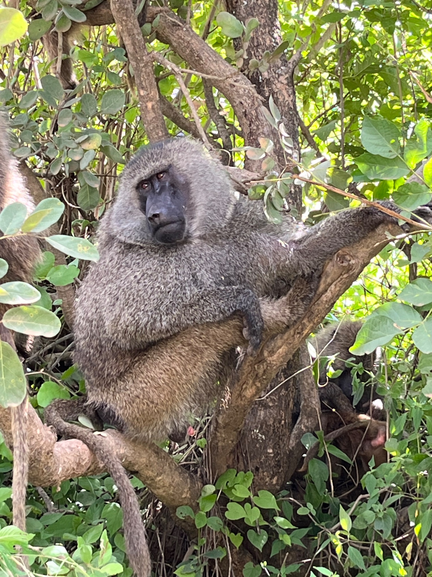 Luxury 4 Days Safari
