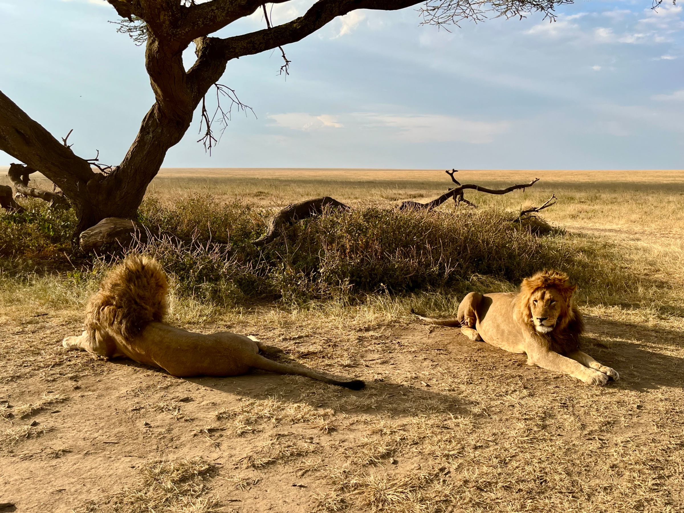 5 Days-Group Joining Safari