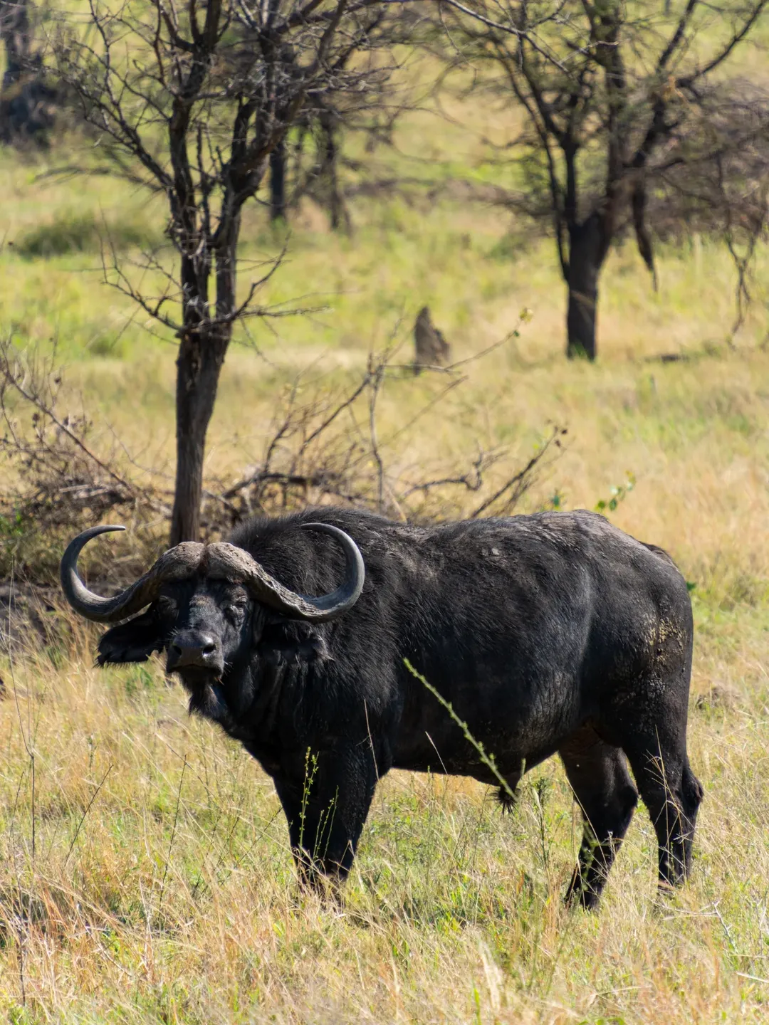 Explore Tanzania: 12 Days Peak
