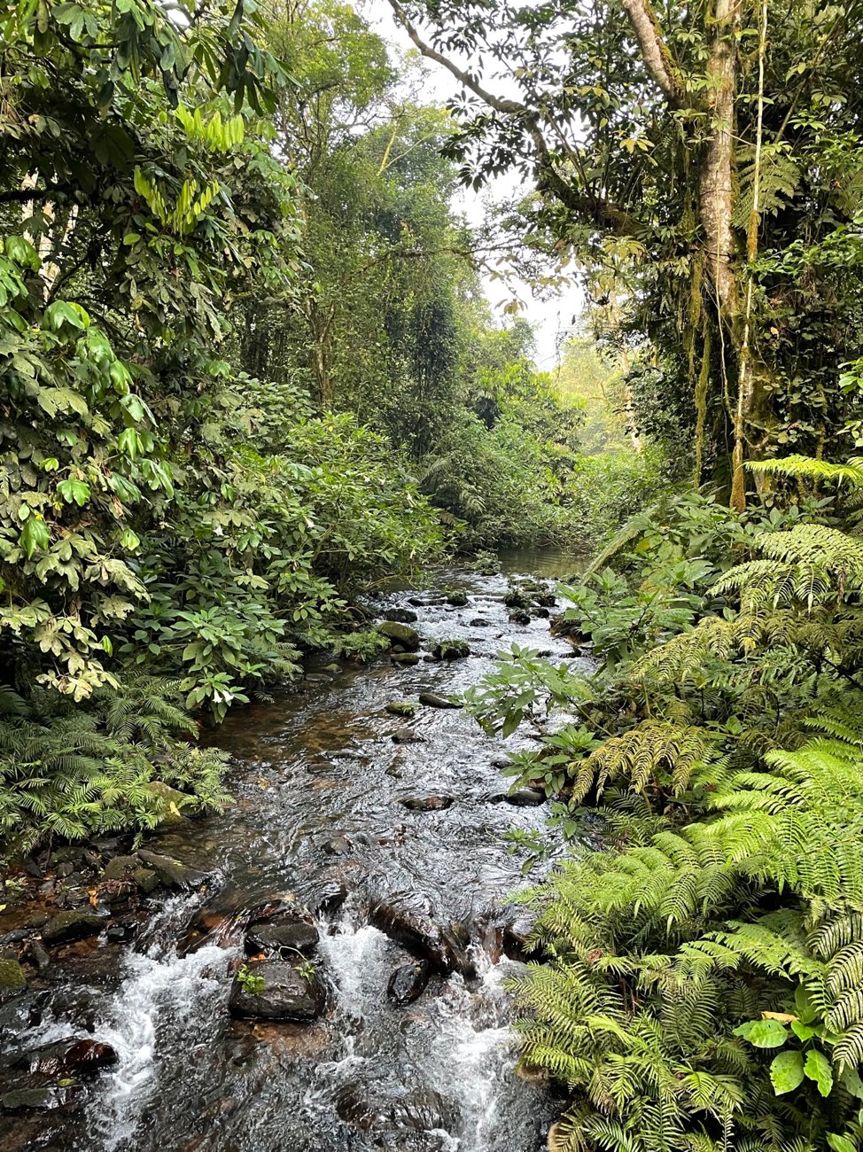 Sahaya Guesthouse at Bwindi
