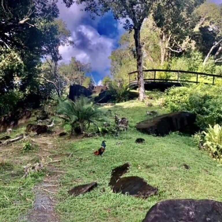 Mirimiri Tours