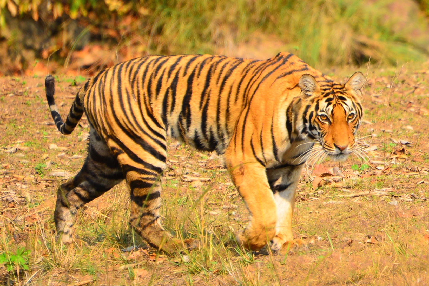 India Tiger Safari