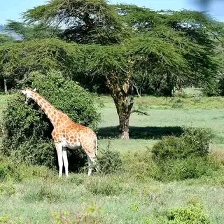 Rwanda Tourism Tours And Trave