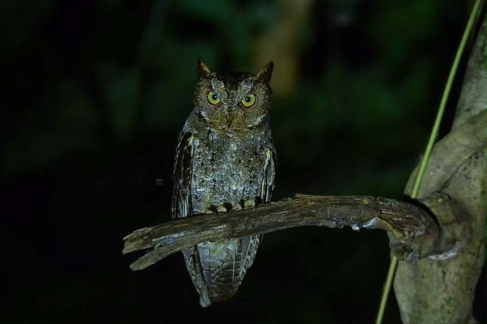 Vall North Sulawesi Explore