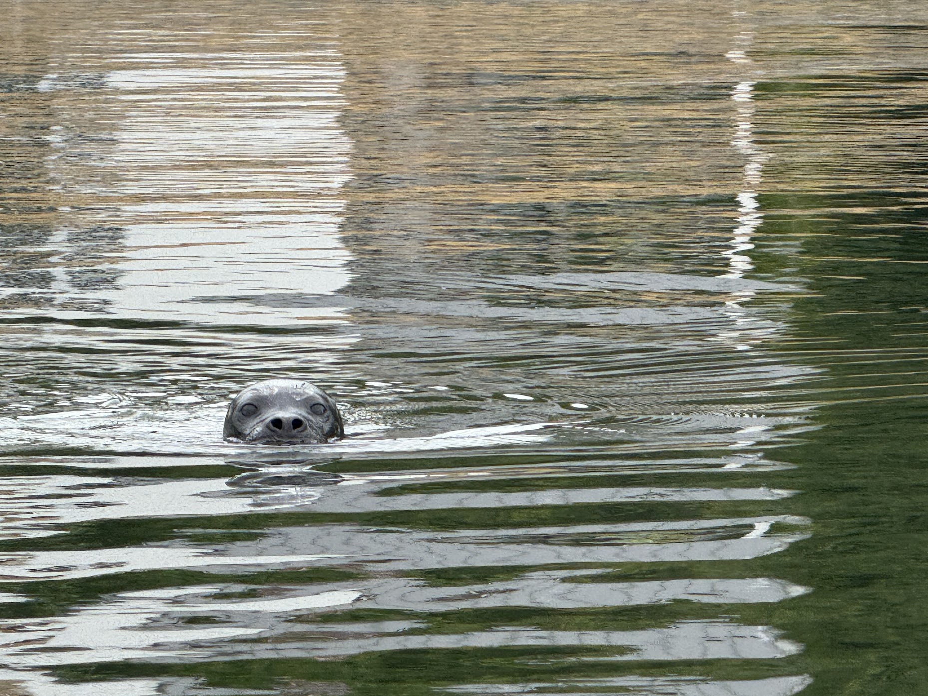 PNW Adventures and Tours