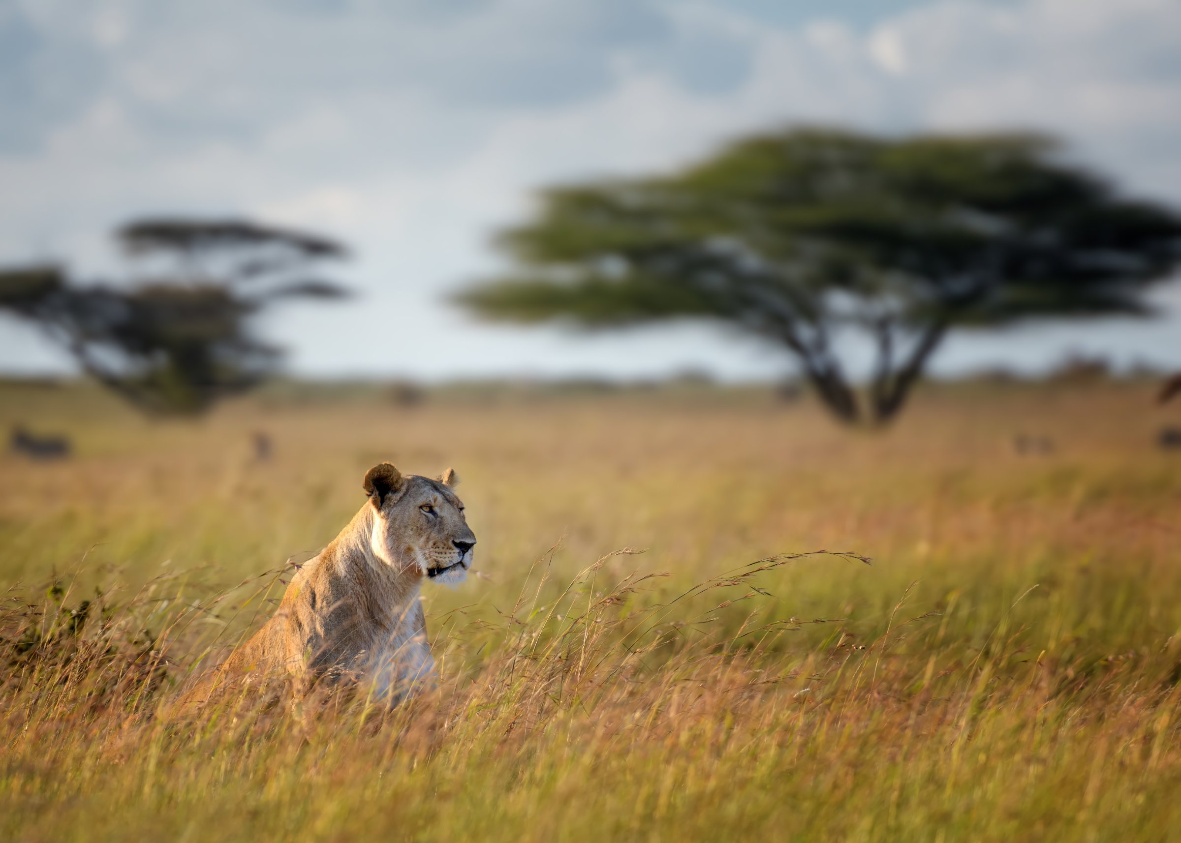 Clotilda Safaris