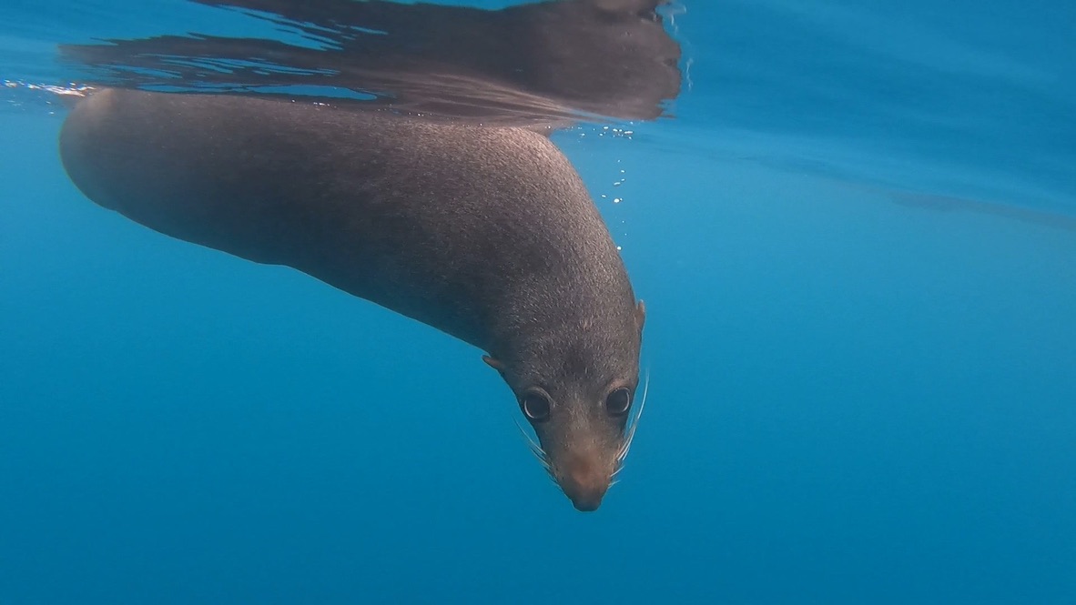 Seal Kayak Kaikoura