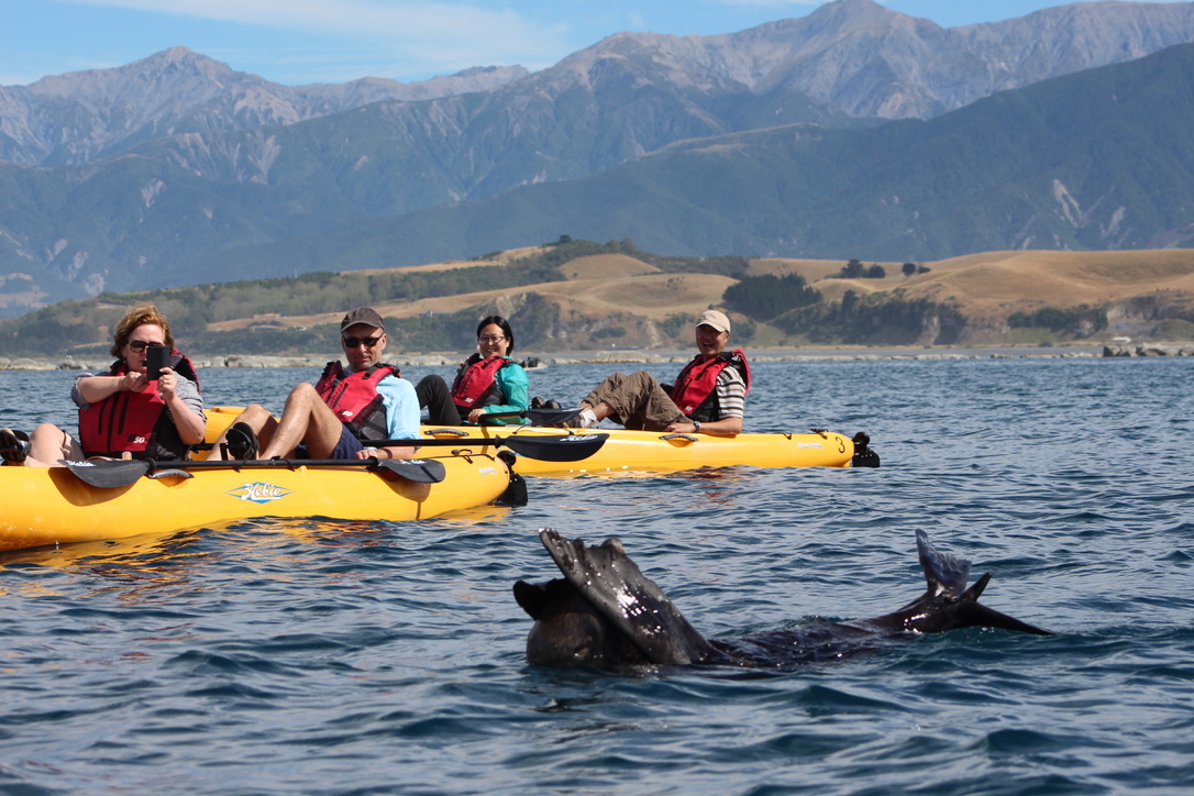 Seal Kayak Kaikoura