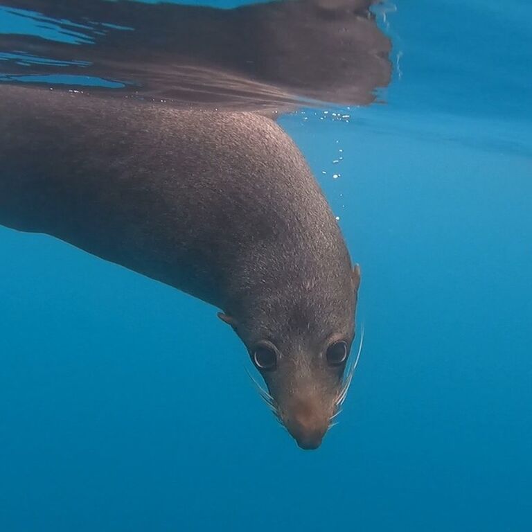 Seal Kayak Kaikoura