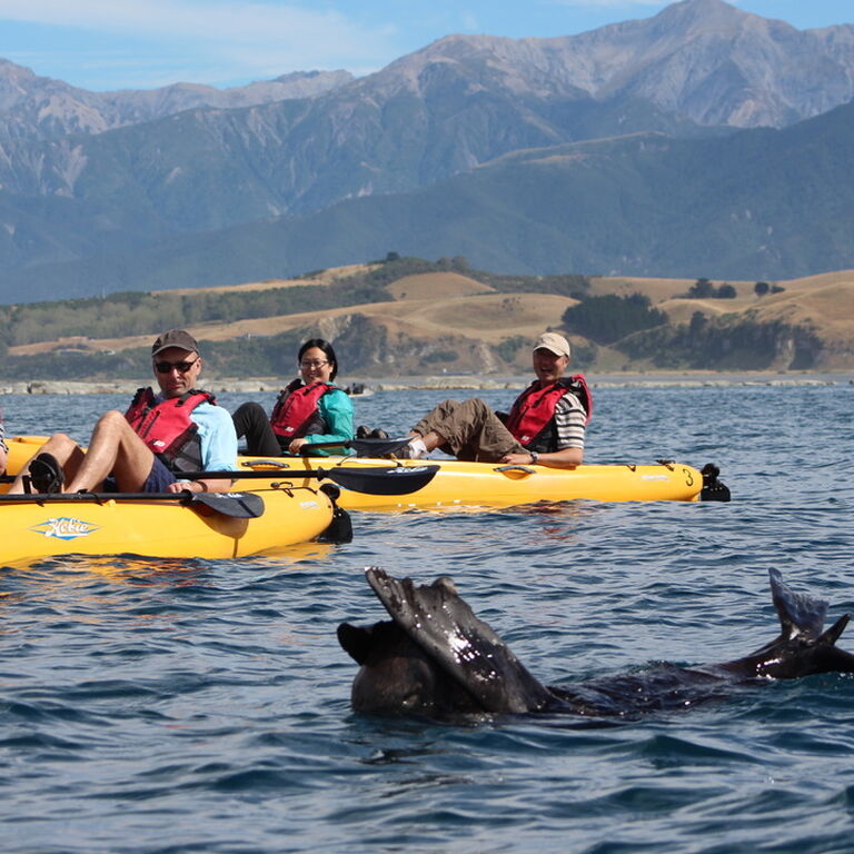 Seal Kayak Kaikoura