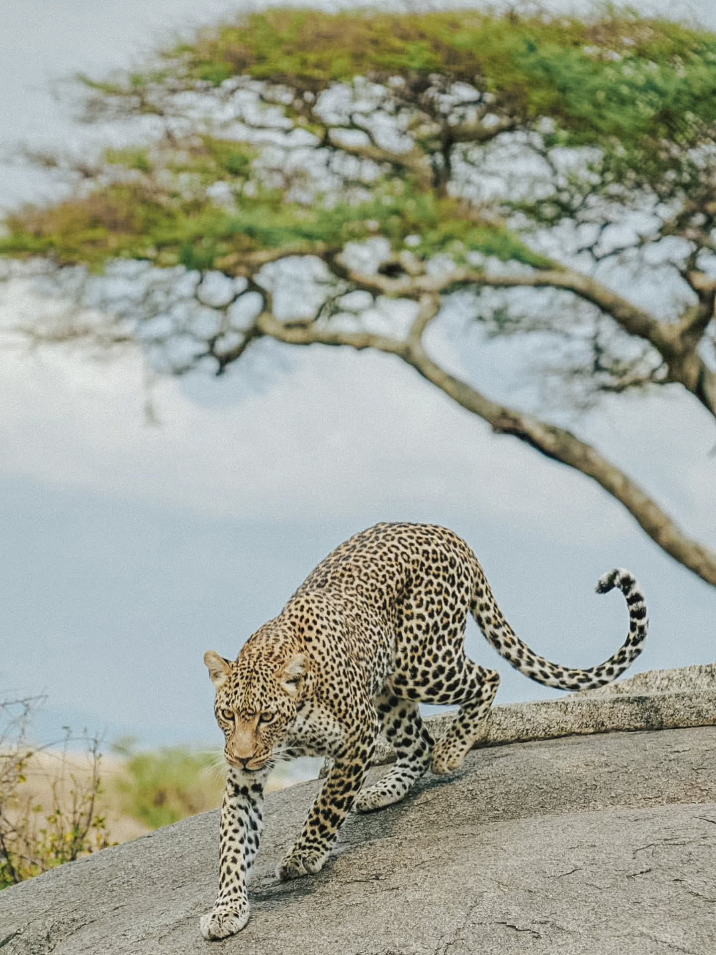 SERENGETI UNFORGETTABLE 8 DAYS