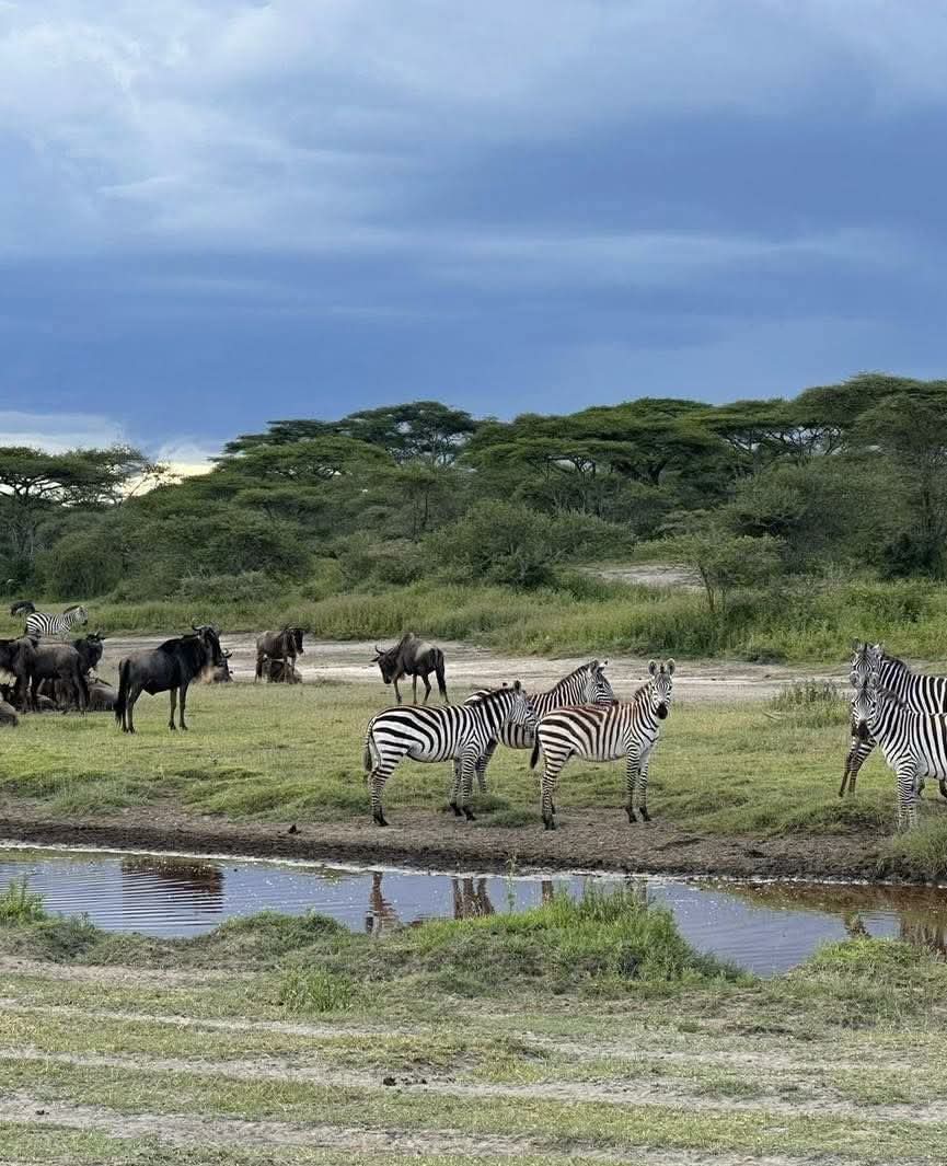 SERENGETI UNFORGETTABLE 8 DAYS