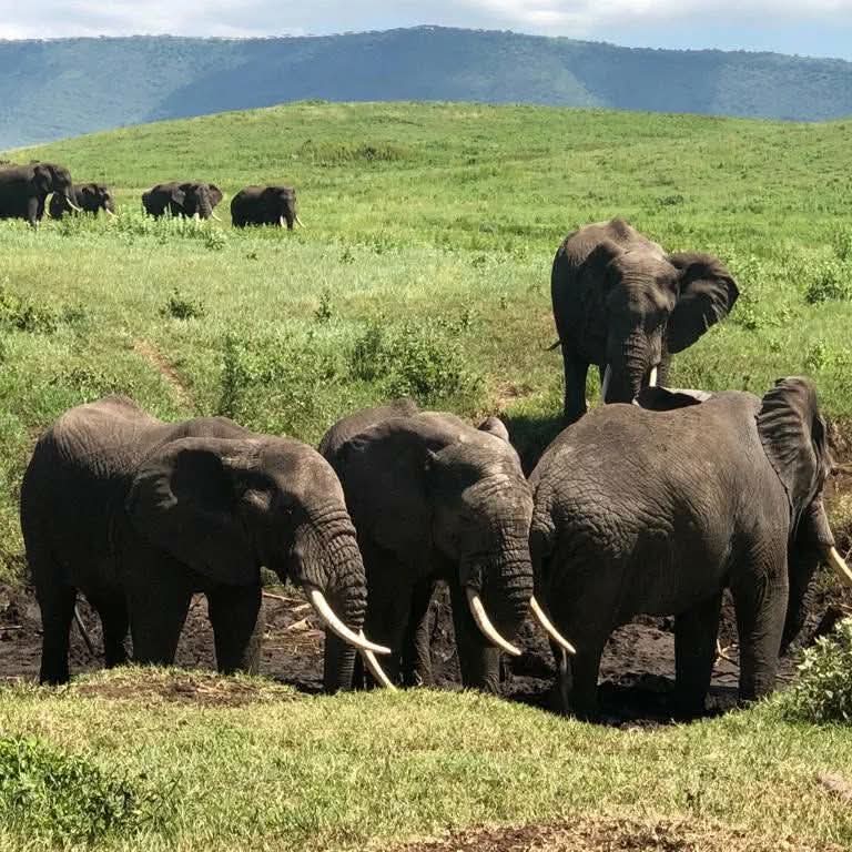 SERENGETI UNFORGETTABLE 8 DAYS