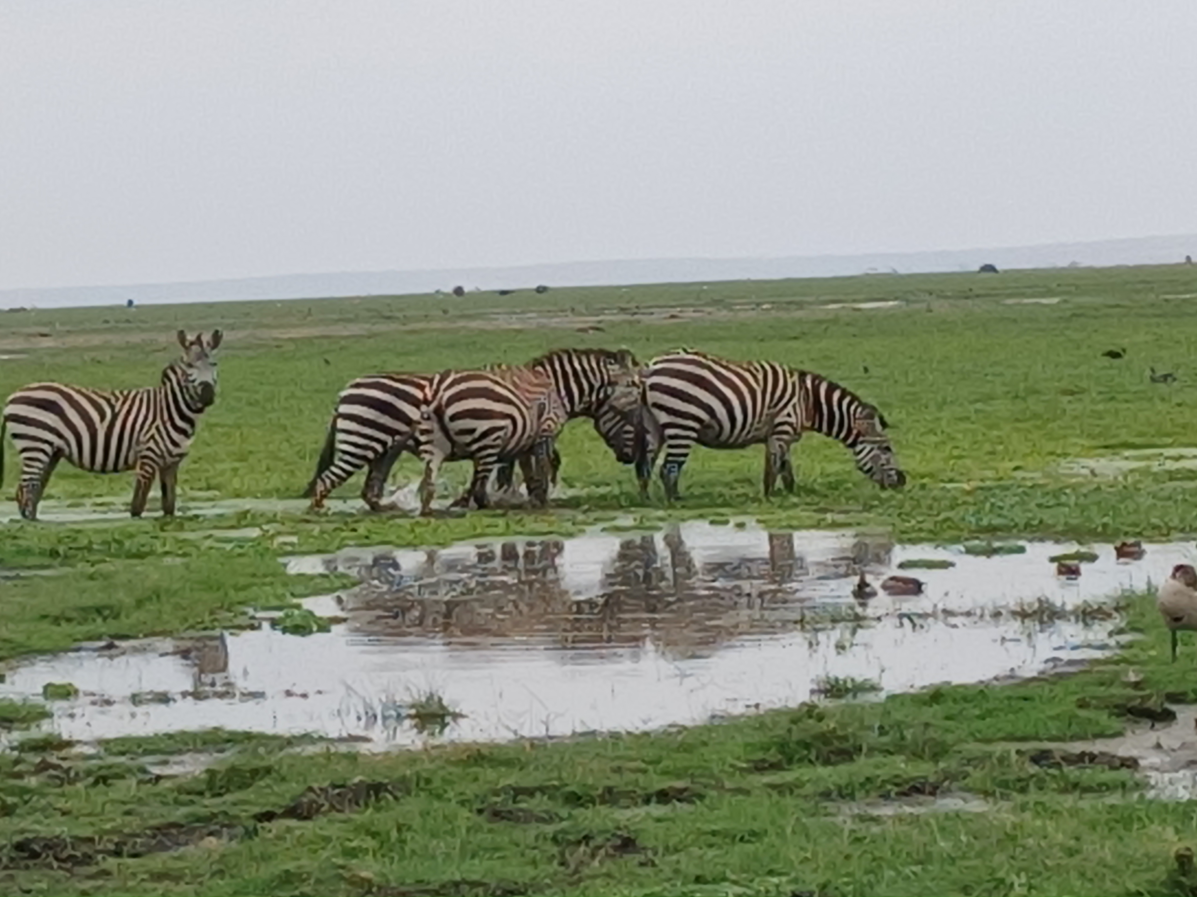 JIMFIRE SAFARIS